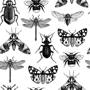Hand-sketched insects 