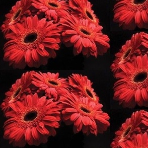 Red daisies, Shasta  daisy bouquet
