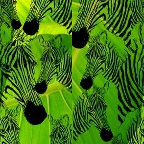 Jungle Zebra 