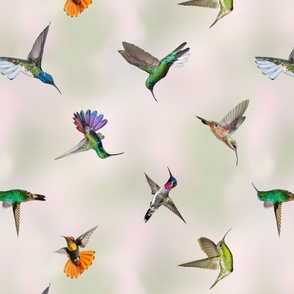 Hummingbirds  non directional 2021 Lantana