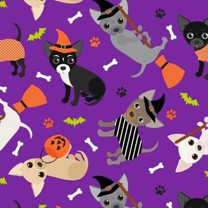 Chihuahua Halloween Purple