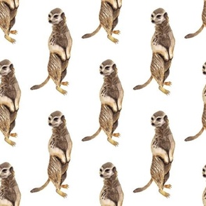 meerkats (large)