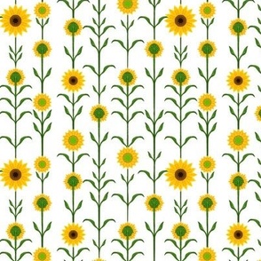 Sunflowers 702