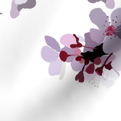 Cherry-Blossom-with-transparent-background-