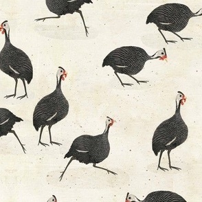 A confusion of guinea fowl 