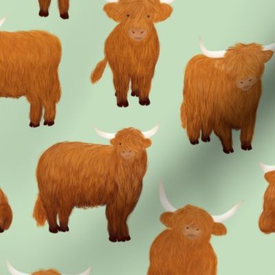 highland cows