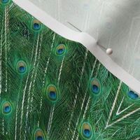 peacock_feathers