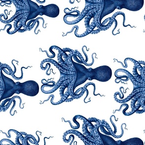 Navy octopus verrucosus - rotated
