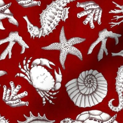 Medium Scale Sea Life Nautical Seashore Beach Treasures  Seashells Ocean Treasures on Red