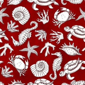 Medium Scale Sea Life Nautical Seashore Beach Treasures  Seashells Ocean Treasures on Red