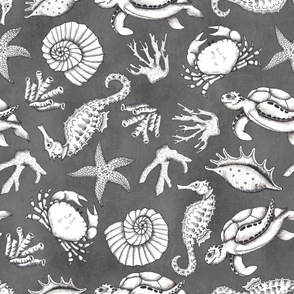 Large Scale Sea Life Nautical Seashore Beach Treasures  Seashells Ocean Treasures on Chalkboard Grey