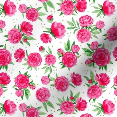 Smaller Scale Hot Pink Peonies Peony Flower Garden on White