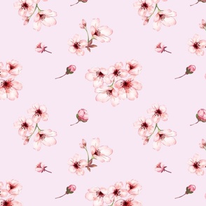 Cherry Blossoms in Pink Background