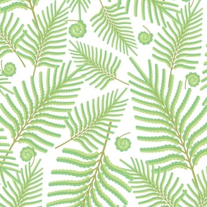 Fern on White