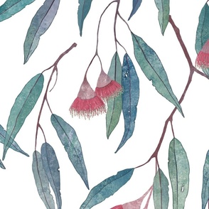 eucalyptus with pink flowers on white