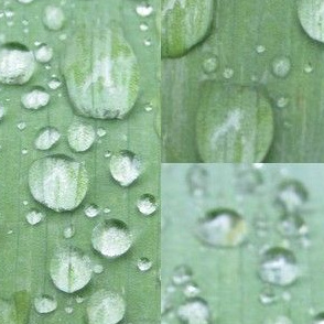 Raindrops  Keep Fallin'......on the Leaf!