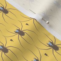 Recluse Spider 