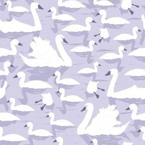 swans lilac