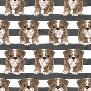 Bulldog Stripes