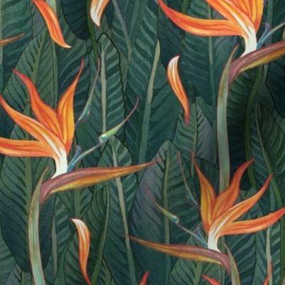 Bird of Paradise STRELITZIA by Leanne Nowell