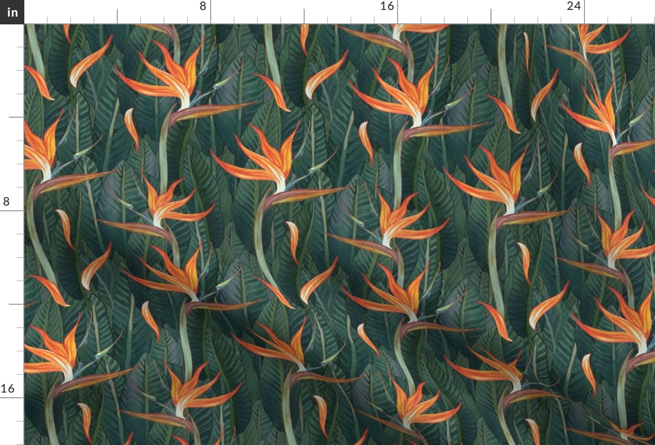 Bird of Paradise STRELITZIA by Leanne Nowell