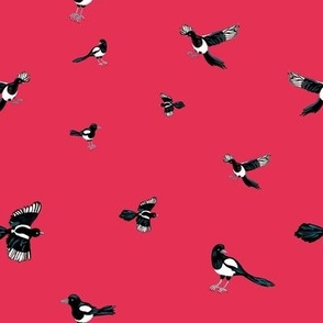 Black and white Magpie on red. Birds on red
