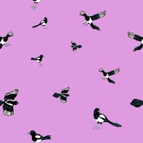 Birds on purple. Magpie.