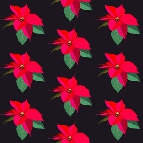 Christmas poinsettia flowers on bl 