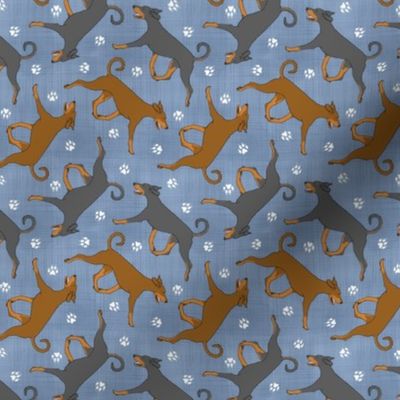 Tiny Trotting natural Doberman Pinschers and paw prints - faux denim