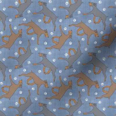 Tiny Trotting uncropped dilute Doberman Pinschers and paw prints - faux denim