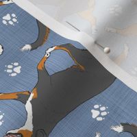 Trotting tailed Entlebucher mountain dog and paw prints - faux denim
