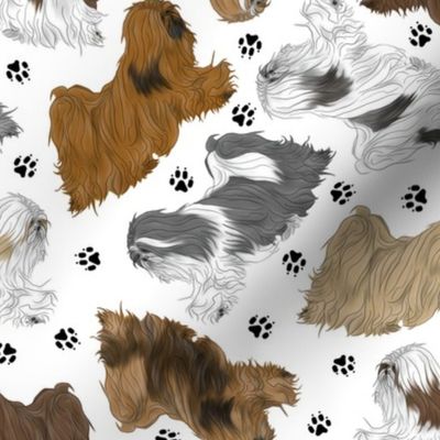 Trotting assorted Lhasa Apso and paw prints - white