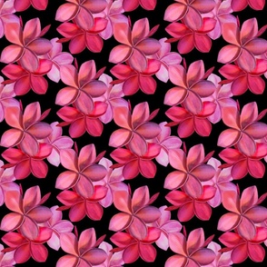 small-Double Red Plumeria-black bkg