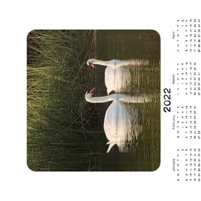 Swans Wall Calendar 2022