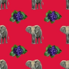 Crimson Red with Elephant and African Violet
