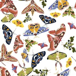 Multicolour Moths