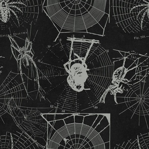 Spiders Black Halloween Grey