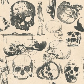 Skull anatomy gothic creepy tan