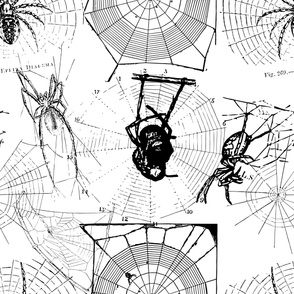 Black and white spiders vintage drawings