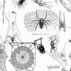Spider Black White vintage