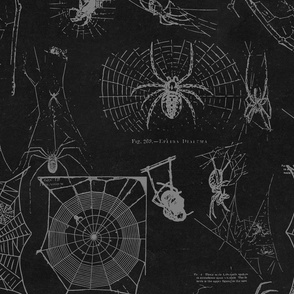 Spider Vintage Halloween drawings 