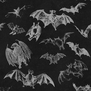 Black Bats large vintage white