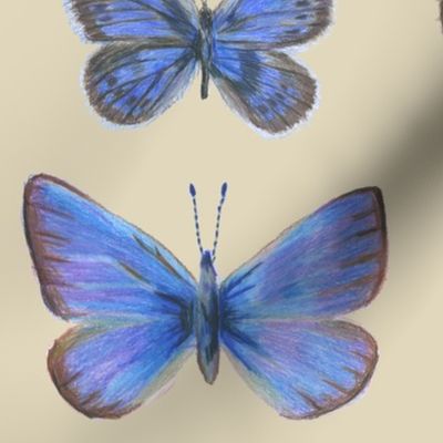 Blue butterflies:  Singing the Blues 