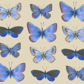 Blue butterflies:  Singing the Blues 