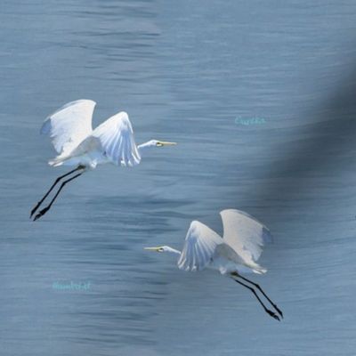 Eureka Egrets