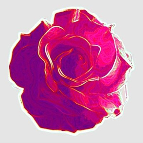 big pink rose