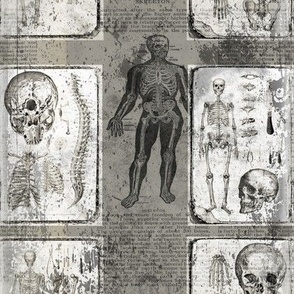 Gray White Vintage Anatomy With Skeleton Skull Grungy Design Fabric Panel