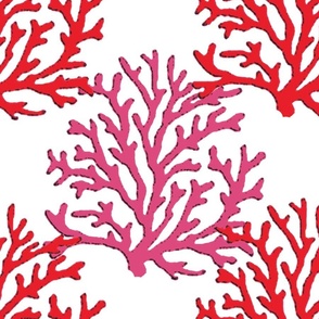 Branch Coral on White