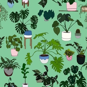 indoor plants on green