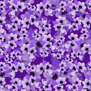 Henbane violet